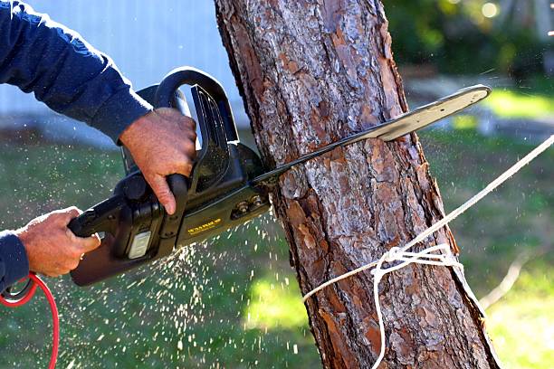 Reliable Lima, PA Tree Care Solutions