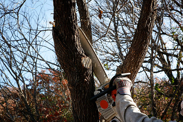 Leaf Removal