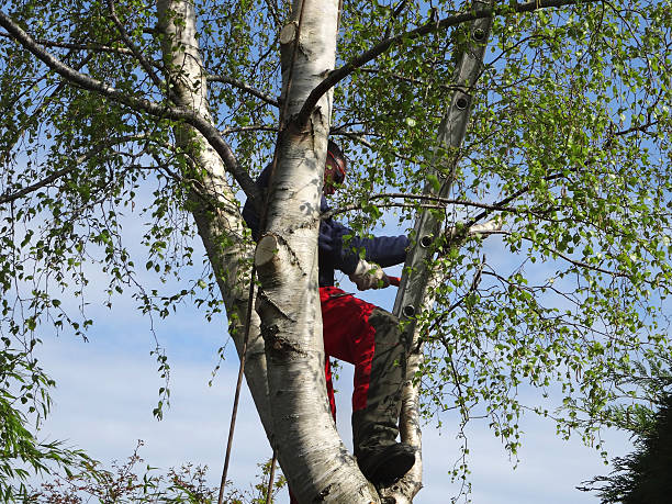 How Our Tree Care Process Works  in  Lima, PA
